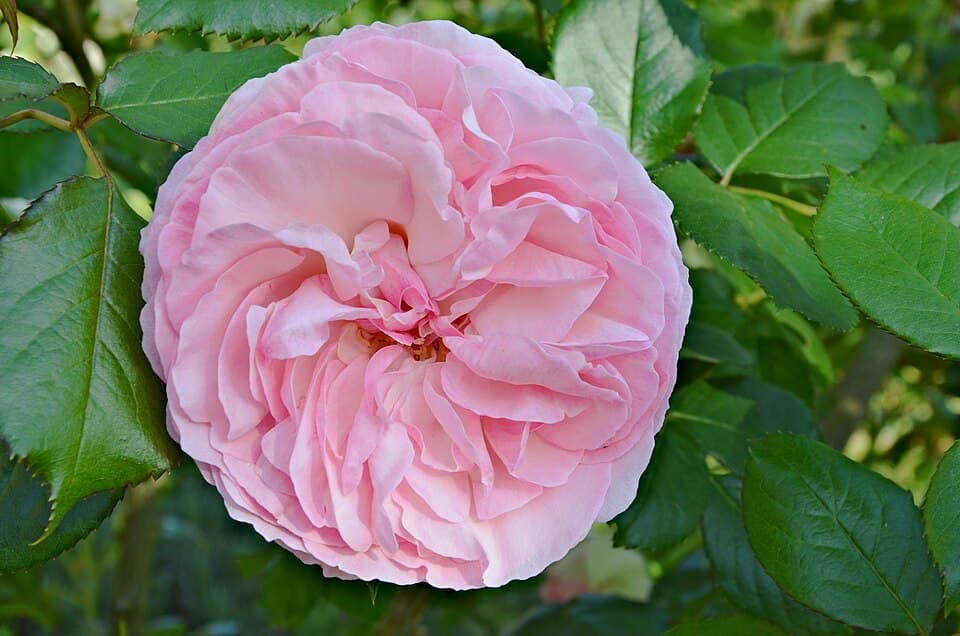 Rose4 Ronsard FR 2013