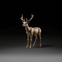 Cerf ou biche