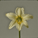 Jonquille