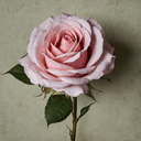 Rose blanche
