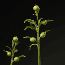 Plants de pois (Pisum sativum)