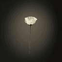 Le pavot blanc