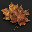 Feuilles d'érable séchées