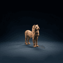 Le lion