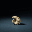 Coquilles d'escargot (spondyle)