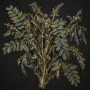 Indigo (plante tinctoriale)