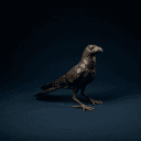 Corbeau ou corbeau noir