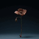 Coquelicot ou pavot