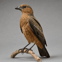 Huppe (oiseau messager)