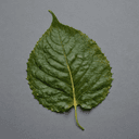 Feuille de Tulasi (basilic sacré)
