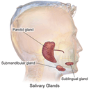 Glandes (lead sling bullets)