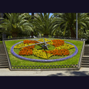 Fleur d'horloge