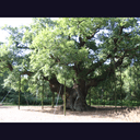 Forêt de Sherwood