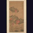 Lotus rouge (rakta padma)