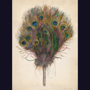 Peacock feather fan