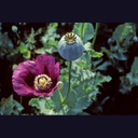 Opium (鸦片, yāpiàn)