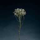 Artemisia annua