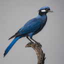 Oiseaux bleus (青鸟, qīngniǎo)