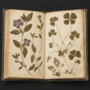 Herbier de plantes médicinales