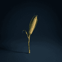 Épis de maïs (Zea mays)