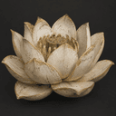 Lotus blanc