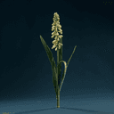 Plants de maïs (Zea mays)