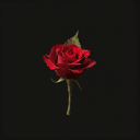 The red rose in the buttonhole