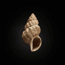 Coquilles de mollusques